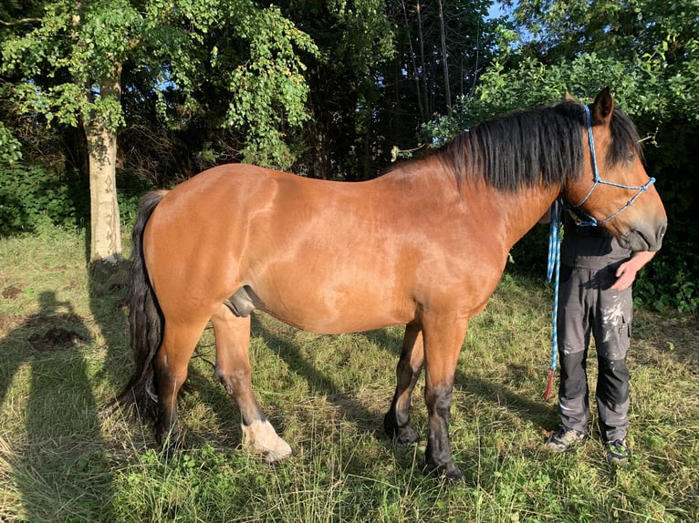 Noriker Gelding 8 years 16 hh Brown in Ebersdorf