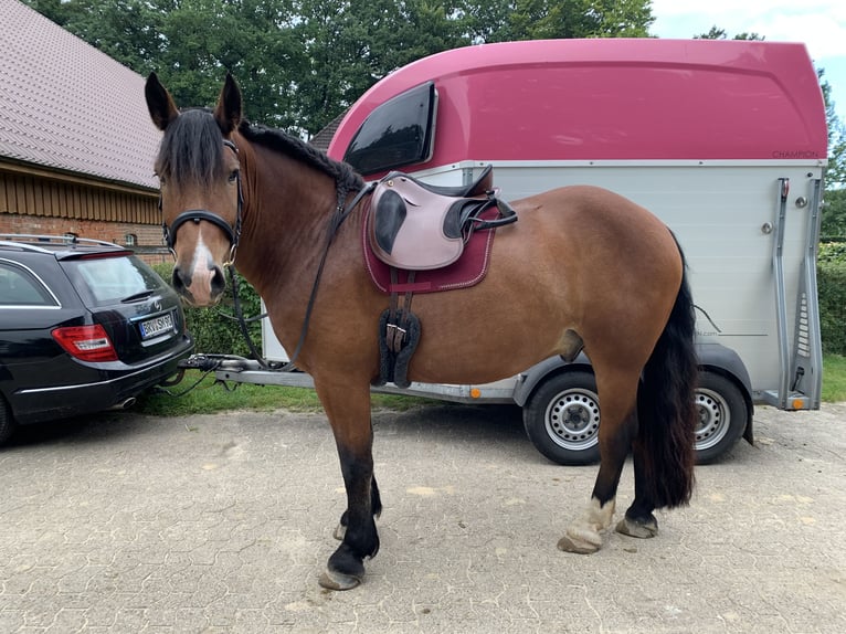 Noriker Gelding 8 years 16 hh Brown in Ebersdorf
