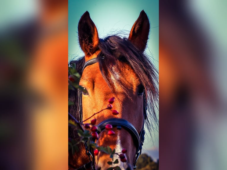 Noriker Gelding 8 years 16 hh Brown in Ebersdorf