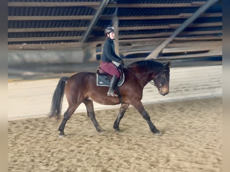 Noriker Gelding 8 years 16,1 hh Brown in Pelmberg