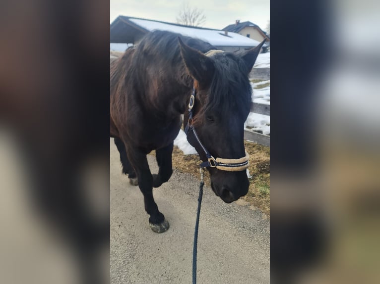 Noriker Gelding 8 years 17 hh Black in Trabenig