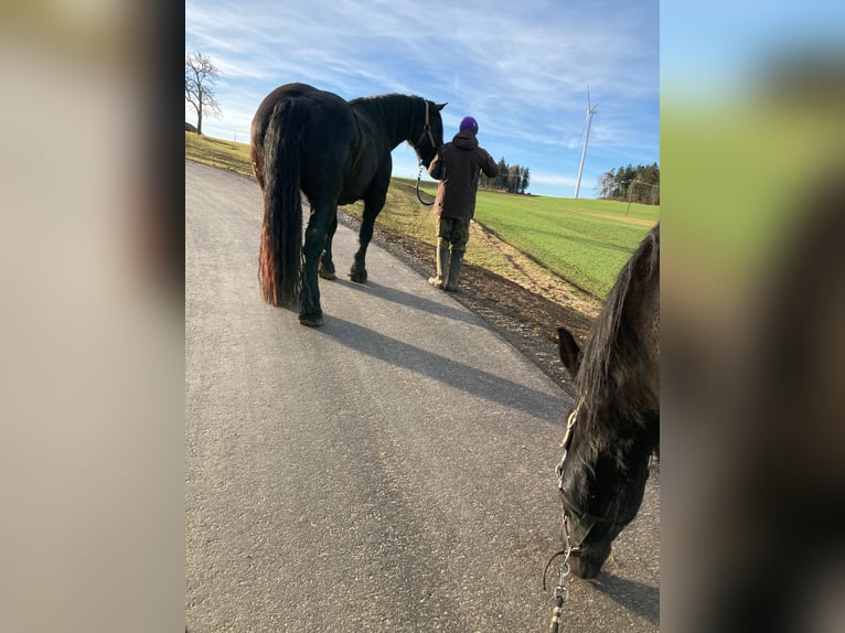 Noriker Gelding 8 years 17 hh Black in Sulz am NeckarSulz a.N.