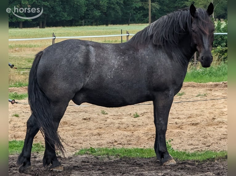 Noriker Gelding 9 years 15.2 hh Grey-Blue-Tan in Wingst