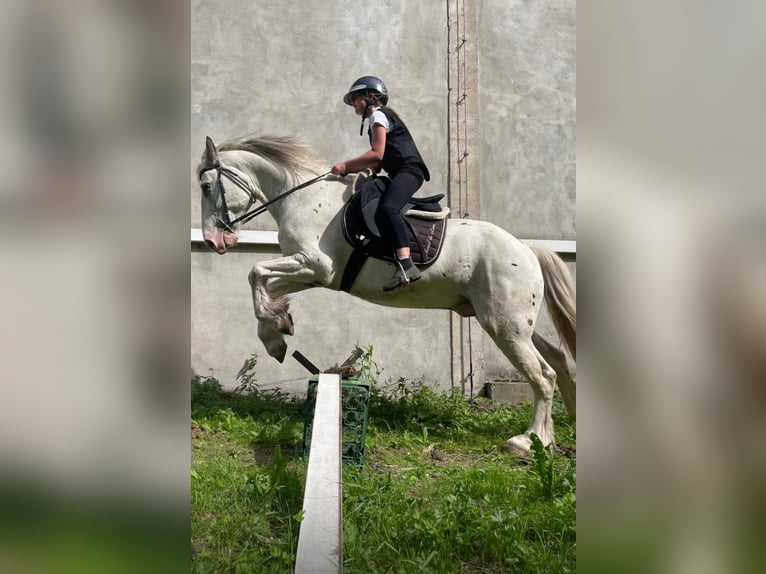 Noriker Mix Gelding 9 years 15,1 hh Grey in Niederdorf