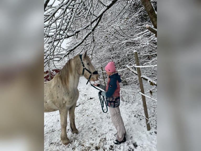 Noriker Mix Gelding 9 years 15,1 hh Grey in Niederdorf