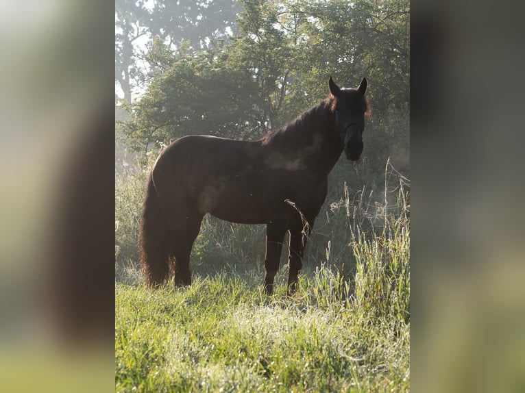 Noriker Gelding 9 years 16.1 hh Smoky-Black in Gachenbach