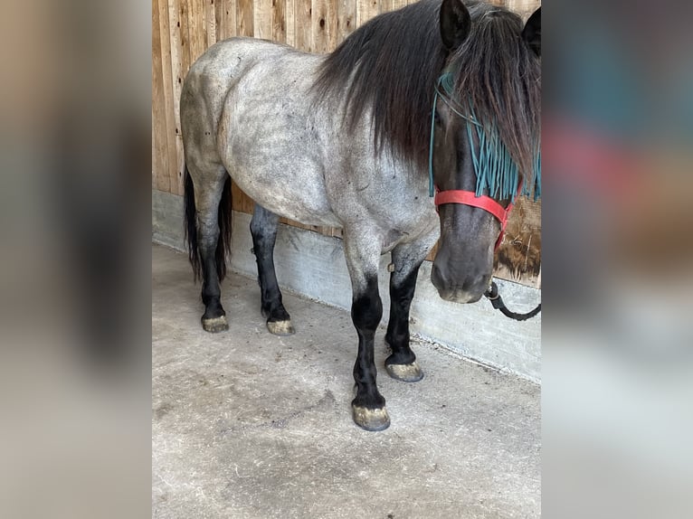 Noriker Gelding 9 years 16,2 hh Roan-Blue in Alberschwende