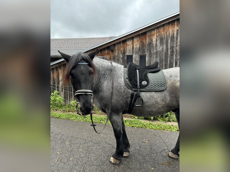 Noriker Gelding 9 years 16,2 hh Roan-Blue in Alberschwende