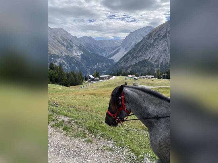 Noriker Gelding 9 years 16,2 hh Roan-Blue in Alberschwende