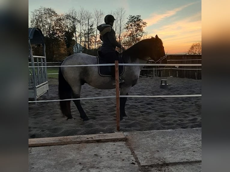 Noriker Gelding 9 years 16,2 hh Roan-Blue in Alberschwende