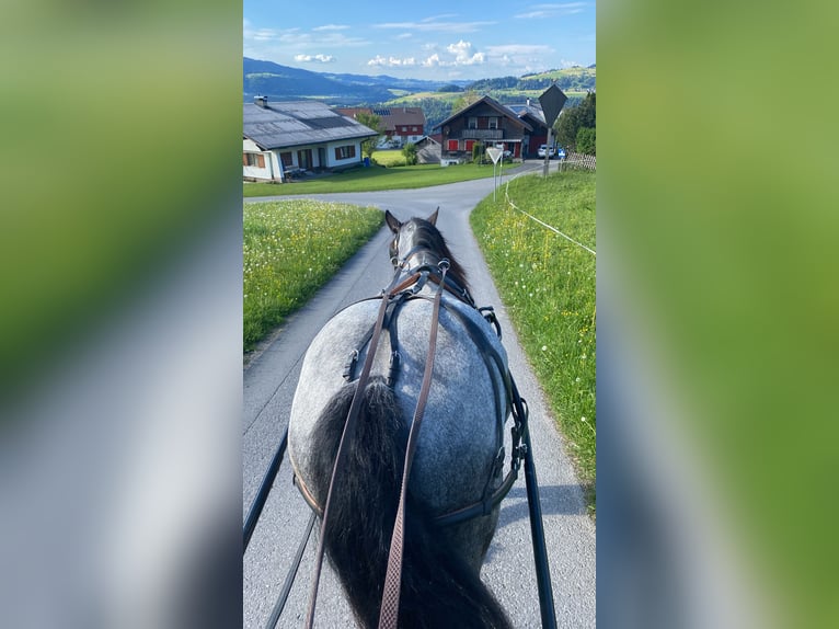 Noriker Gelding 9 years 16,2 hh Roan-Blue in Alberschwende