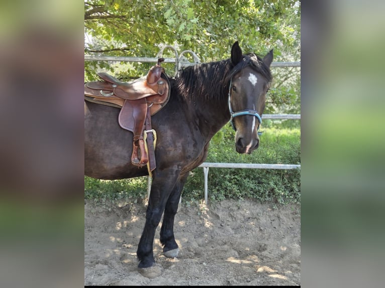 Noriker Gelding 9 years 16 hh Black in Gr&#xFC;nstadt