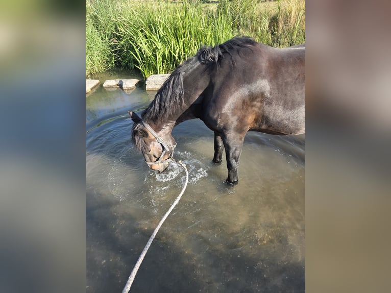 Noriker Gelding 9 years 16 hh Black in Gr&#xFC;nstadt