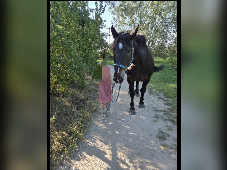 Noriker Gelding 9 years 16 hh Black in Gr&#xFC;nstadt