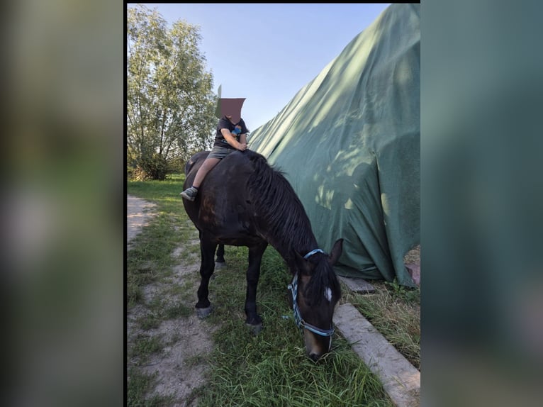 Noriker Gelding 9 years 16 hh Black in Gr&#xFC;nstadt