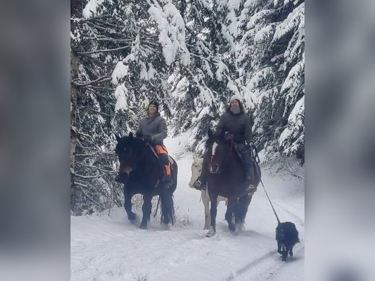 Noriker Gelding 9 years 16,1 hh Bay-Dark in GuggisbergGuggisberg