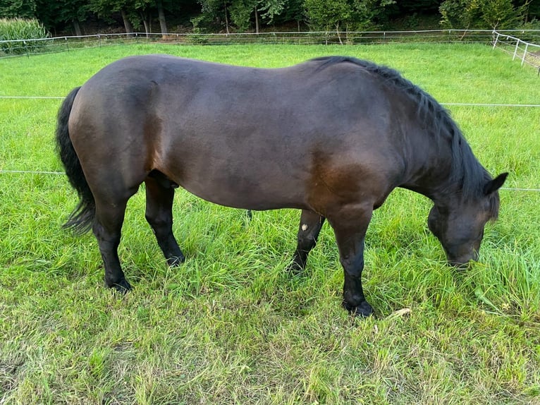 Noriker Gelding 9 years 16,1 hh Smoky-Black in Gachenbach