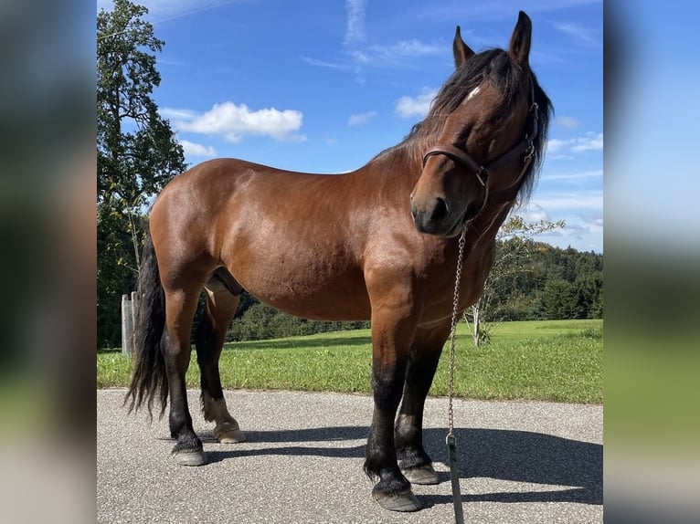 Noriker Gelding 9 years Brown in Helpfau-Uttendorf