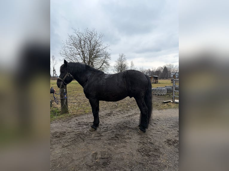 Noriker Hengst 10 Jahre 165 cm Rappe in Dornbirn