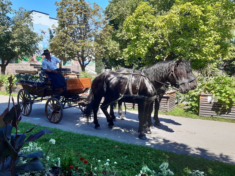 Noriker Hengst 10 Jahre 165 cm Rappe in Dornbirn