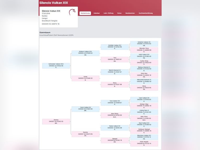 Noriker Hengst 10 Jahre 165 cm Rappe in Dornbirn