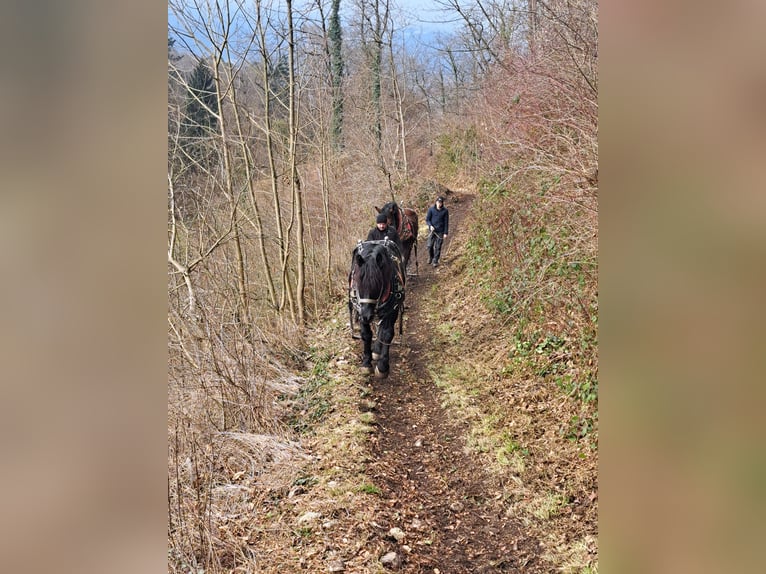 Noriker Hengst 10 Jahre 165 cm Rappe in Dornbirn