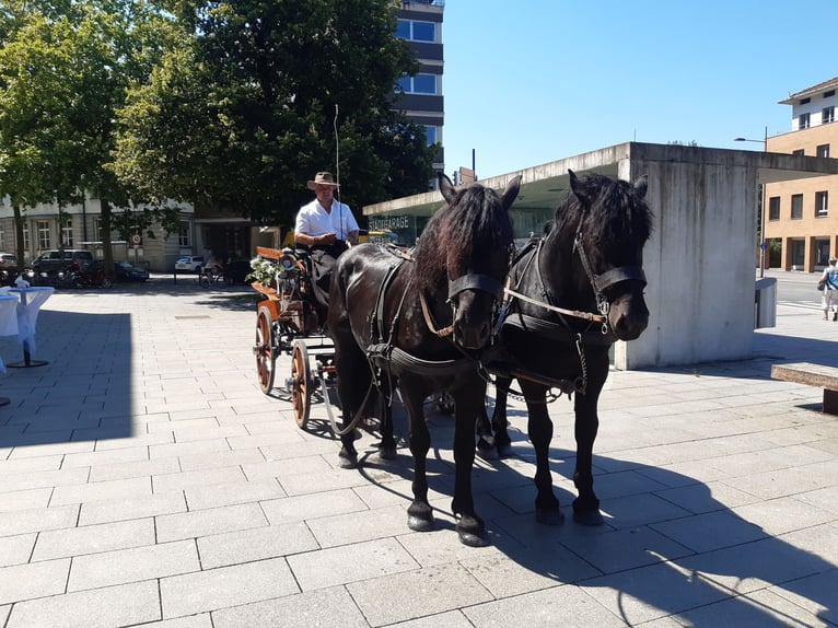 Noriker Hengst 10 Jahre 165 cm Rappe in Dornbirn