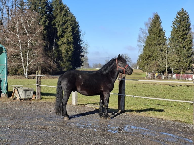 Noriker Hengst 10 Jahre 165 cm Rappe in Dornbirn