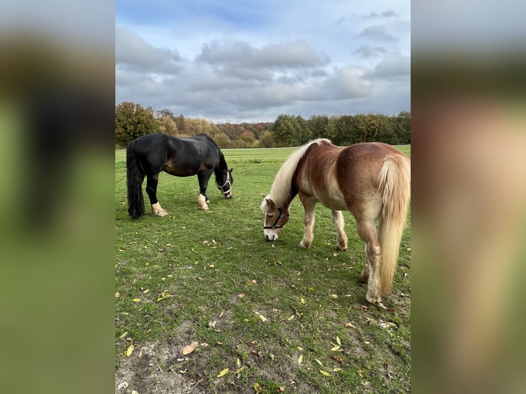 Noriker Hengst 12 Jaar 159 cm Donkerbruin in Nottuln