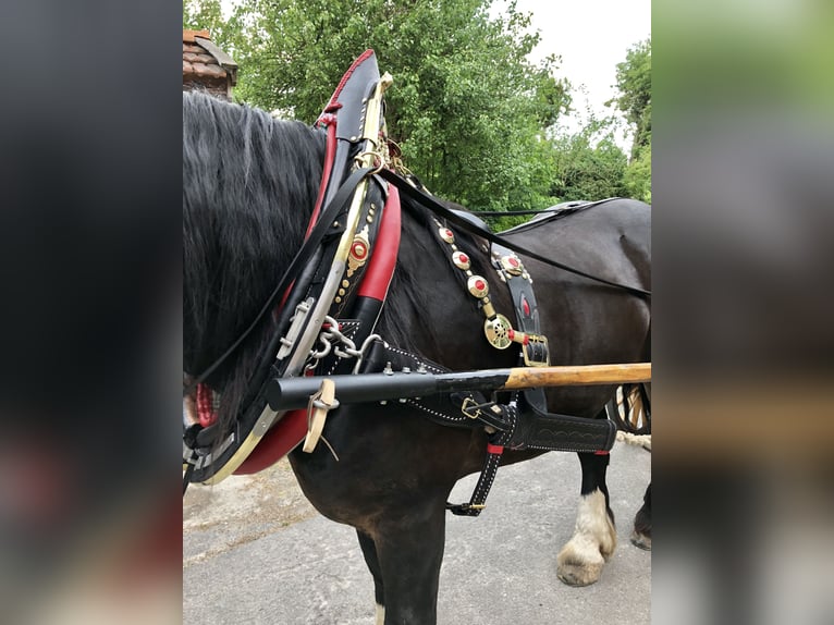 Noriker Hengst 12 Jaar 159 cm Donkerbruin in Nottuln