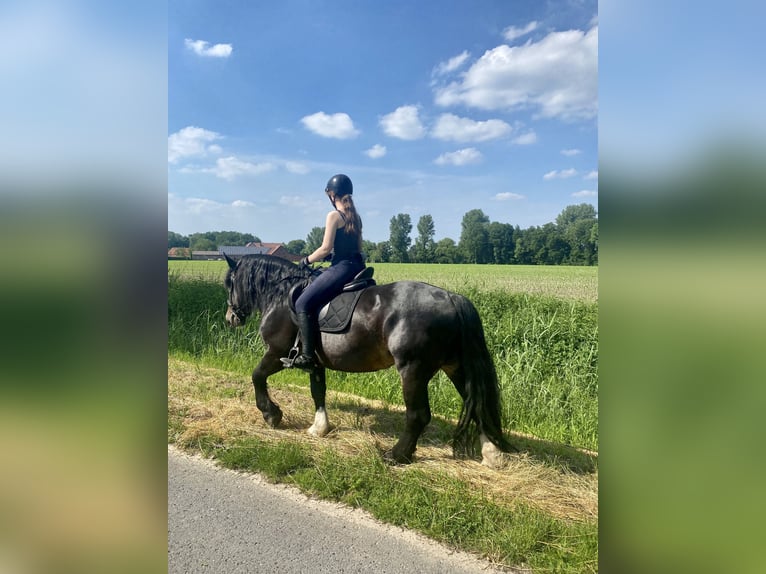 Noriker Hengst 12 Jaar 159 cm Donkerbruin in Nottuln