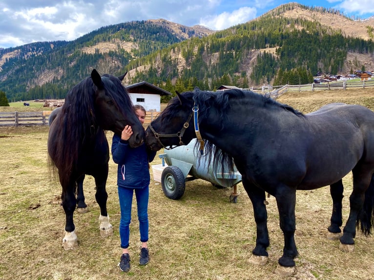 Noriker Hengst 13 Jaar 168 cm in Obertilliach