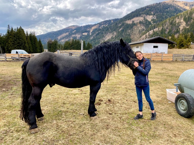 Noriker Hengst 13 Jaar 168 cm in Obertilliach