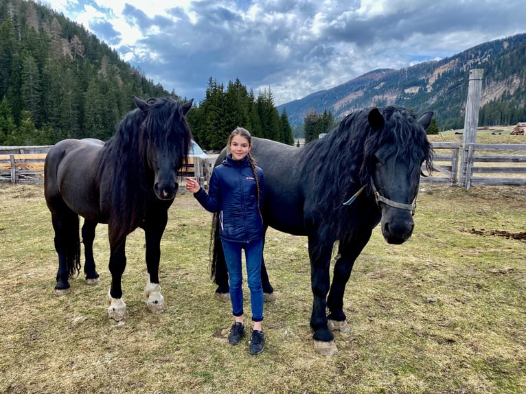 Noriker Hengst 13 Jaar 168 cm in Obertilliach