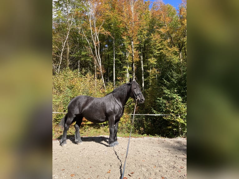 Noriker Hengst 16 Jaar Zwart in Bad Ischl