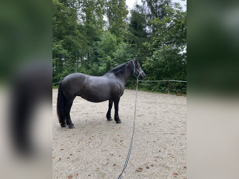 Noriker Hengst 16 Jahre Rappe in Bad Ischl