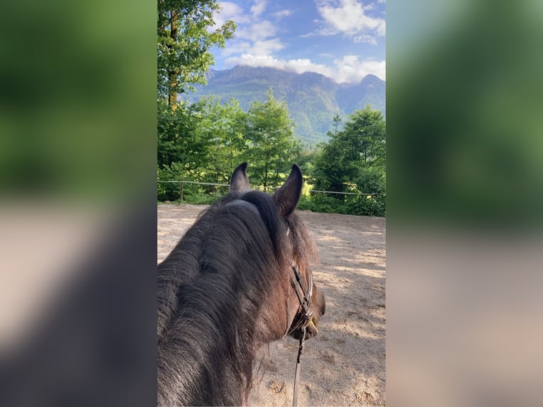 Noriker Hengst 17 Jahre Rappe in Bad Ischl