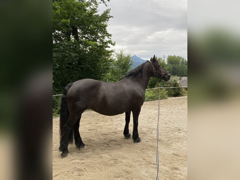 Noriker Hengst 17 Jahre Rappe in Bad Ischl