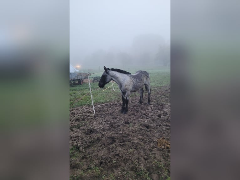 Noriker Hengst 1 Jaar 120 cm Blauwschimmel in Michelstadt