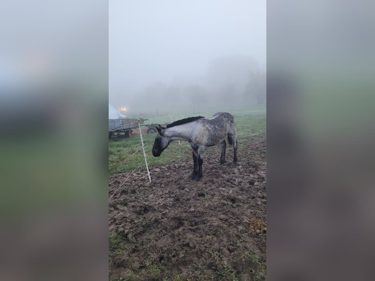 Noriker Hengst 1 Jaar 120 cm Blauwschimmel in Michelstadt