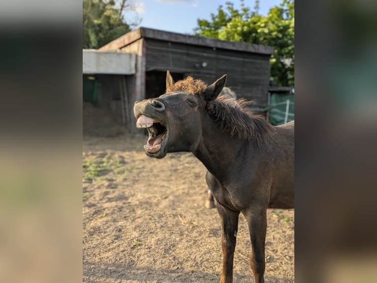 Noriker Mix Hengst 1 Jaar 135 cm Appaloosa in Erftstadt
