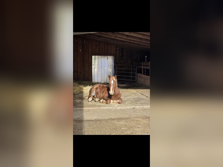 Noriker Hengst 1 Jaar 135 cm Roodvos in Ingelsdorf
