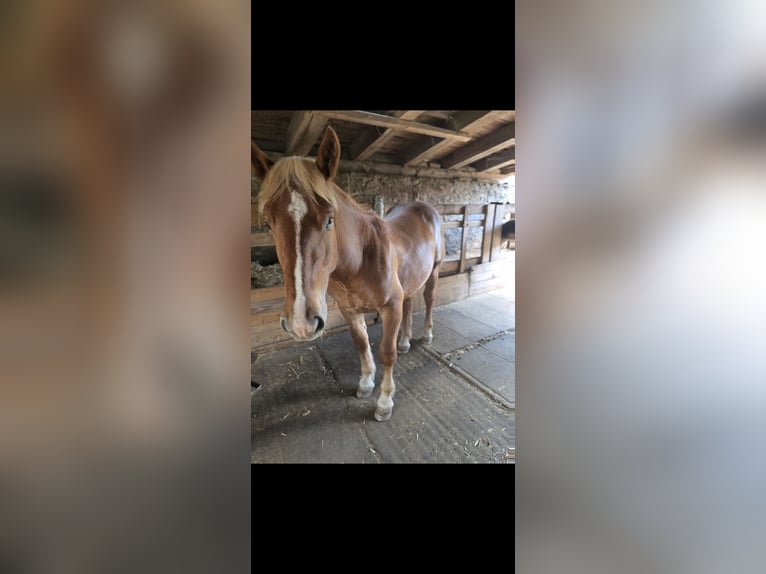 Noriker Hengst 1 Jaar 135 cm Roodvos in Ingelsdorf