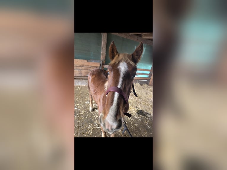 Noriker Hengst 1 Jaar 135 cm Roodvos in Ingelsdorf