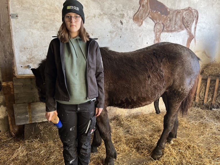 Noriker Hengst 1 Jaar 145 cm Zwartbruin in Gramastetten