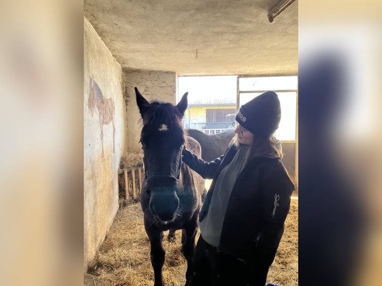 Noriker Hengst 1 Jaar 145 cm Zwartbruin in Gramastetten