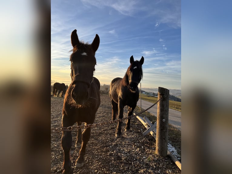 Noriker Hengst 1 Jaar 145 cm Zwartbruin in Gramastetten