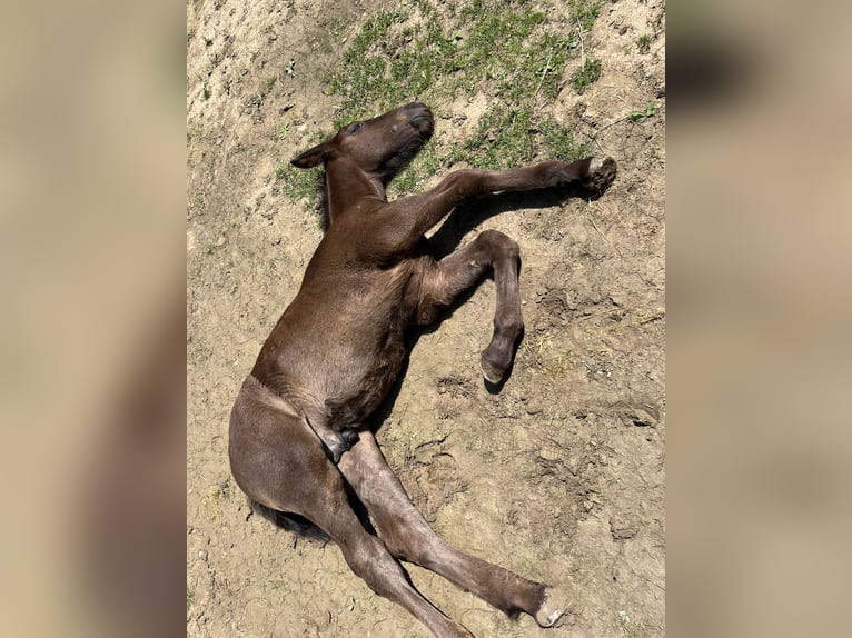 Noriker Hengst 1 Jaar 145 cm Zwartbruin in Gramastetten