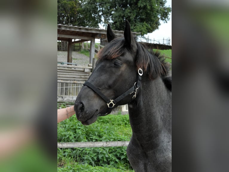 Noriker Hengst 1 Jaar 150 cm Blauwschimmel in Nenzing