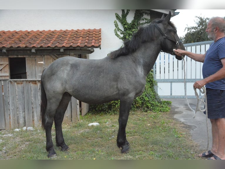 Noriker Hengst 1 Jaar 150 cm Blauwschimmel in Nenzing